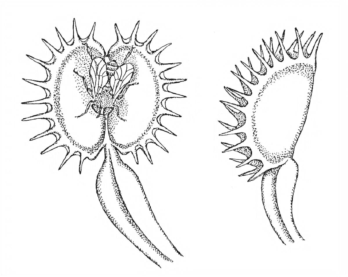 На раскраске изображено: Венерина мухоловка, Насекомое, Хищное растение, Ловушка, Ботаника, Природа, Растения