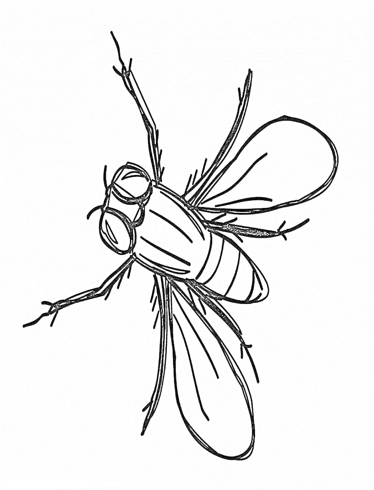 Раскраска Муха с анатомическими деталями: крылья, лапки, глаза, тело