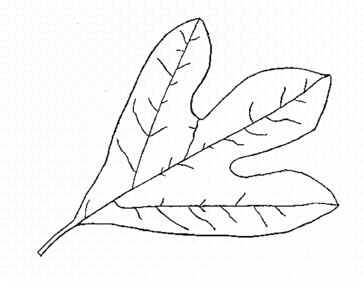 Раскраска Трилистный лист с прожилками