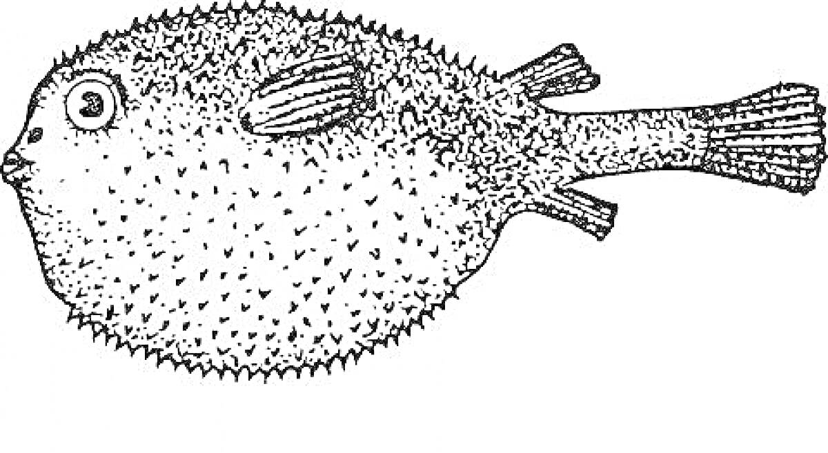 Раскраска Рыба фугу с хвостом, плавниками и глазами