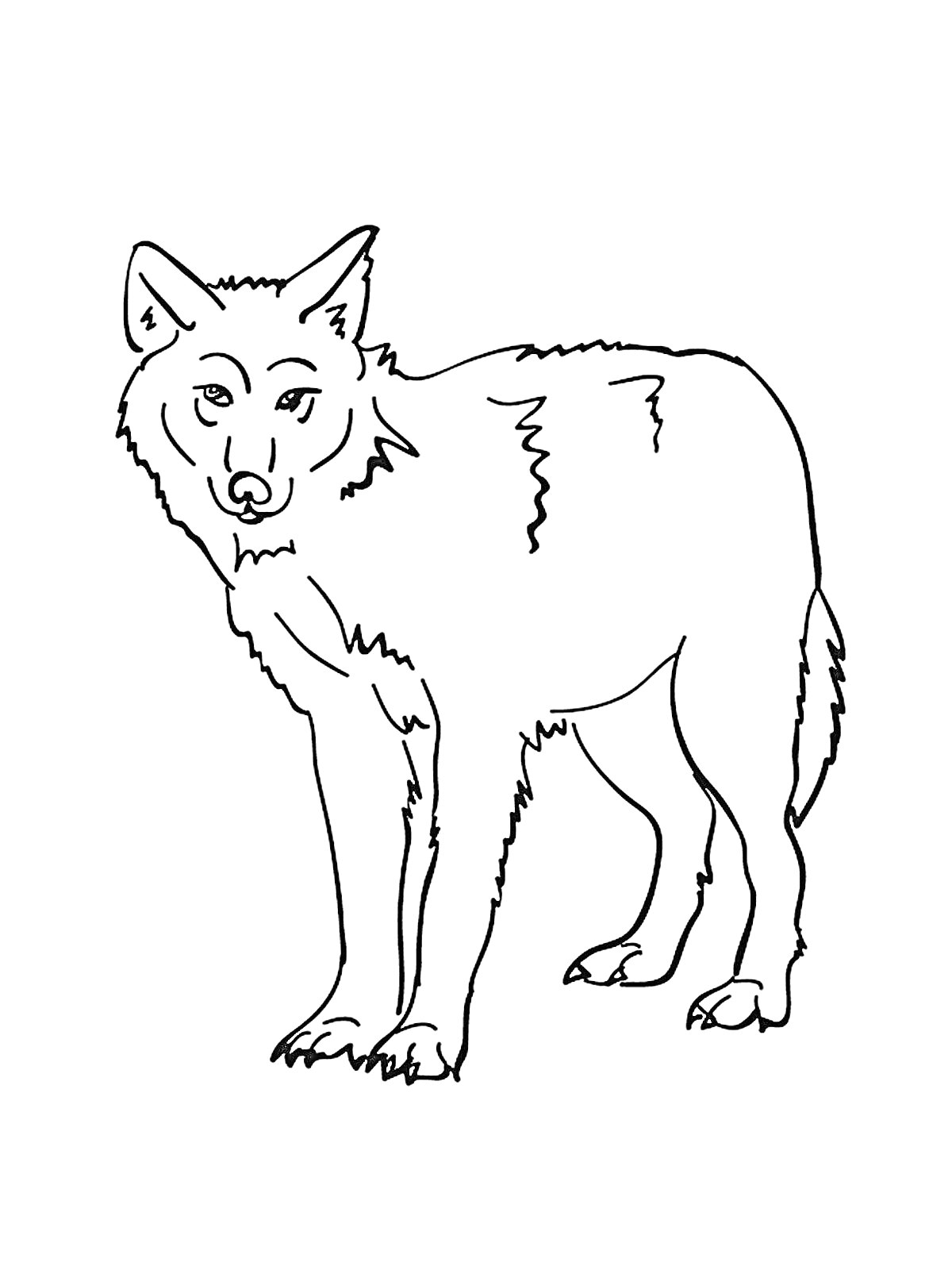 Раскраска Волк крупным планом, стоящий на четырех лапах, без фона