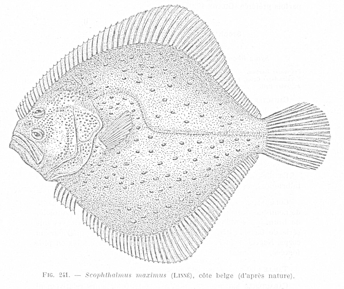 Раскраска Камбала с деталями чешуи и плавниками