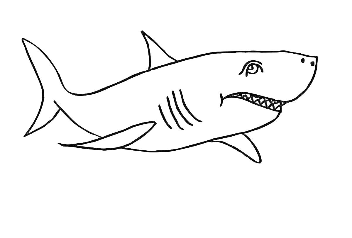 Раскраска Детская акула с плавниками и зубами на белом фоне
