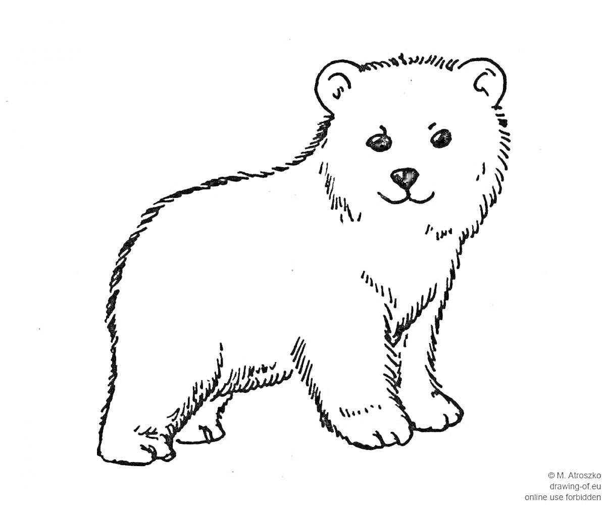 На раскраске изображено: Белый медведь, Животные, Для детей, Контурные рисунки, Медведь
