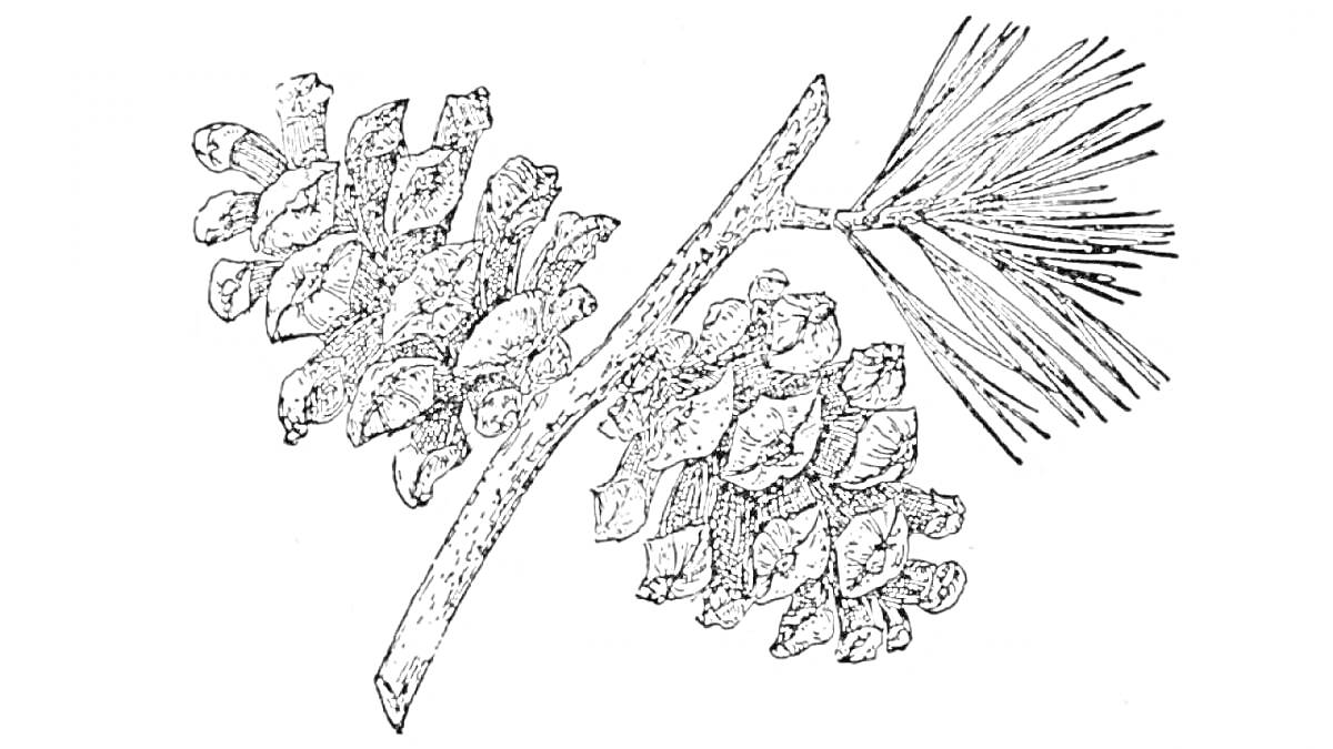 Раскраска Ветка сосны с шишками и иголками