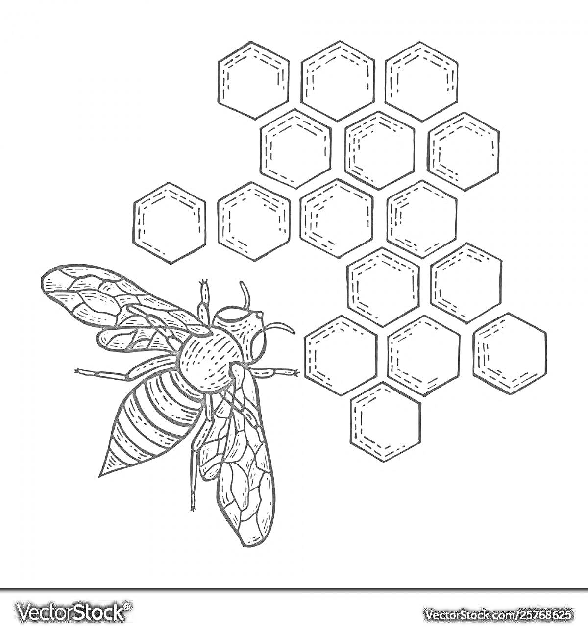 На раскраске изображено: Соты, Насекомое, Мед, Геометрия, Природа