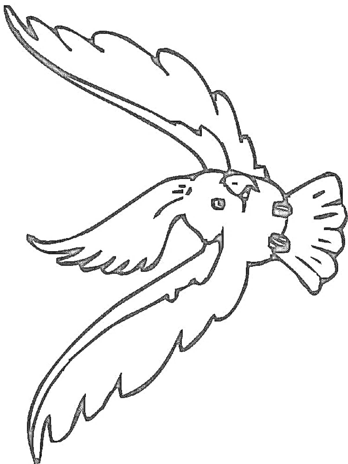 Раскраска Какаду в полете с распростертыми крыльями