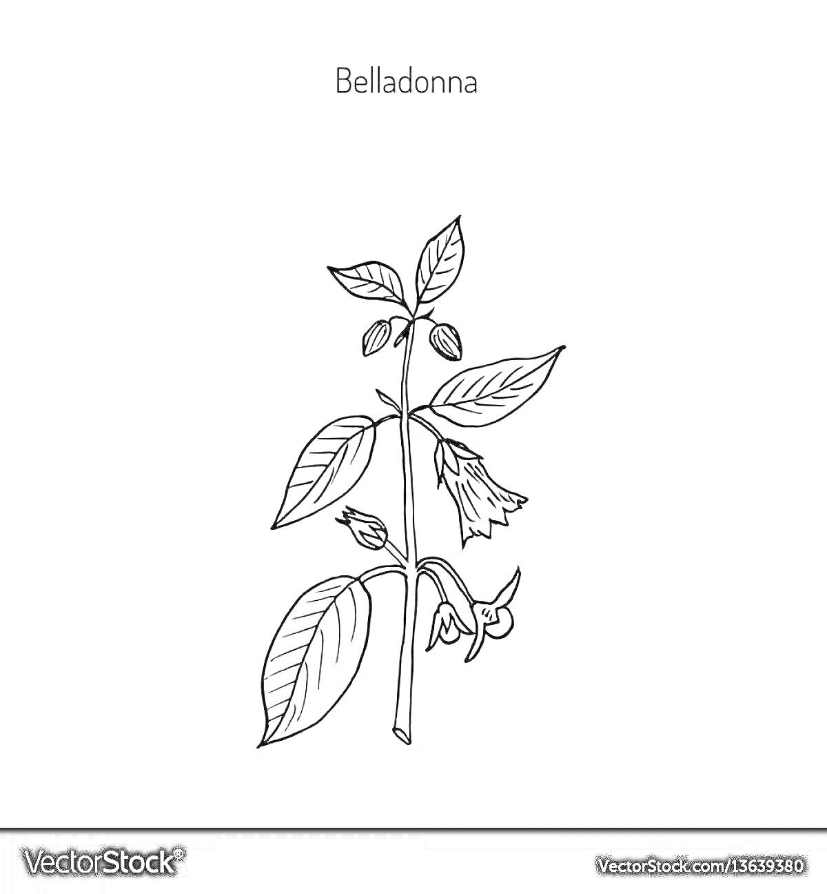 На раскраске изображено: Белладонна, Листья, Цветы, Ботаника