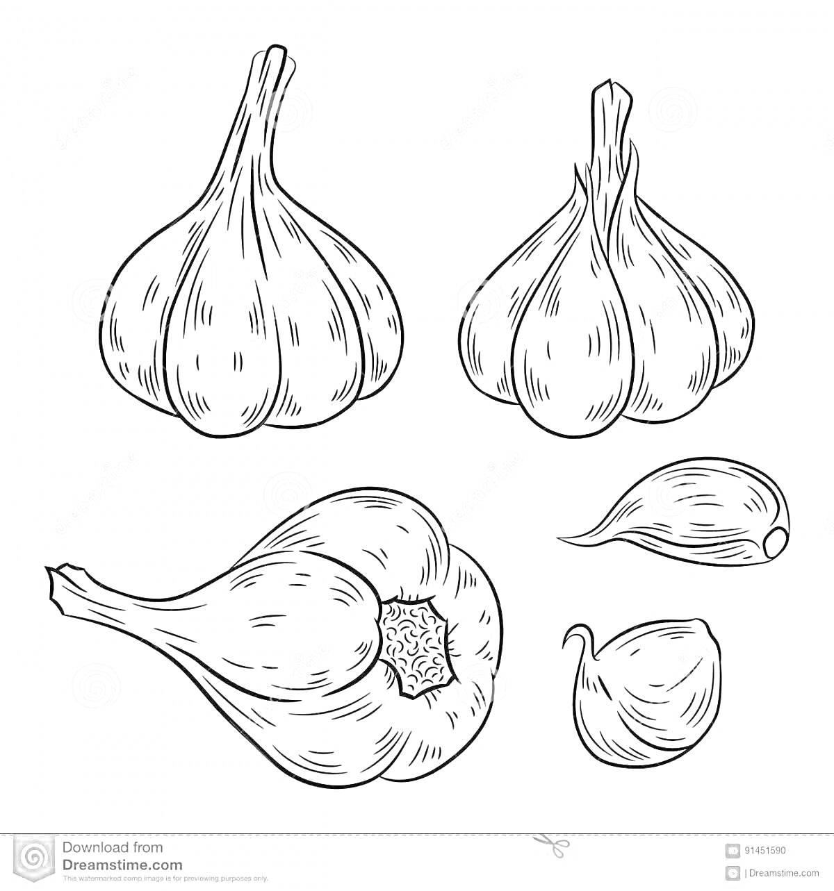 На раскраске изображено: Чеснок, Овощи, Контурные рисунки, Еда
