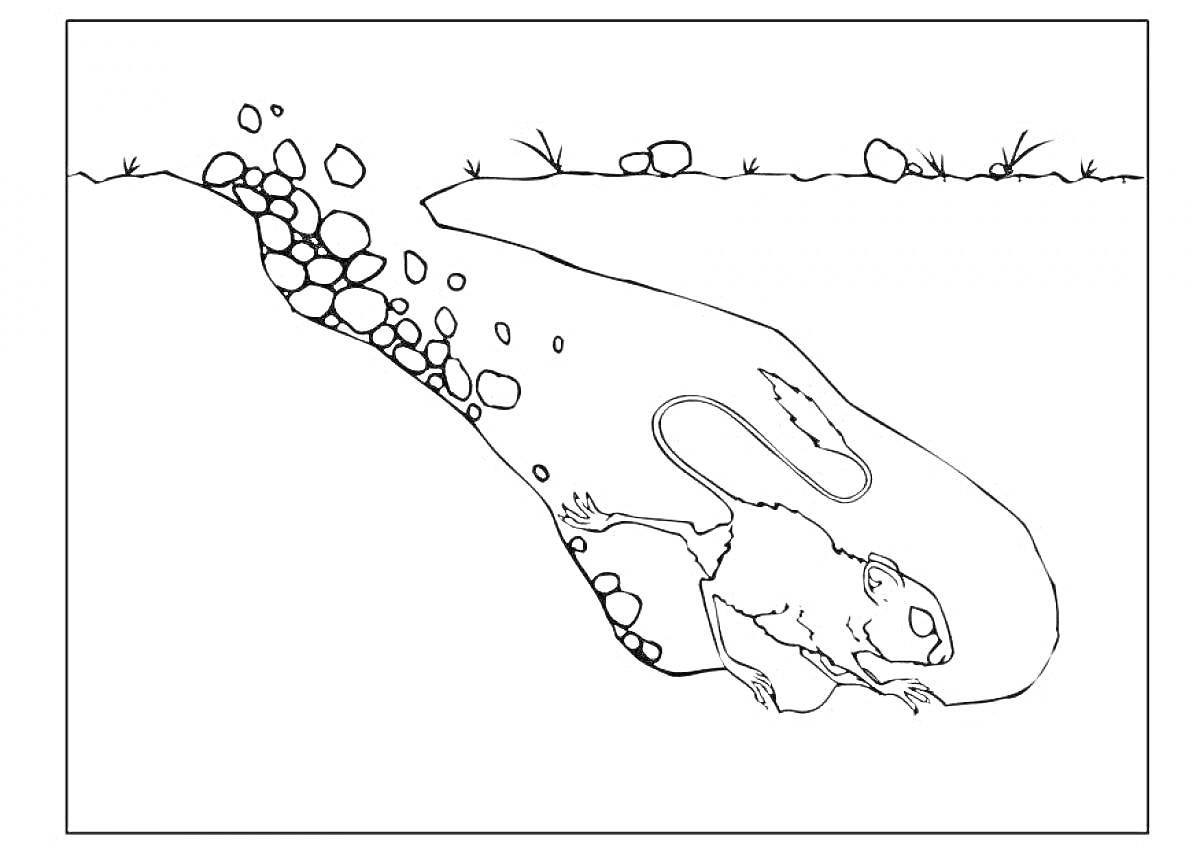Раскраска Нора под землей с мышью, камнями и корнями растений на поверхности