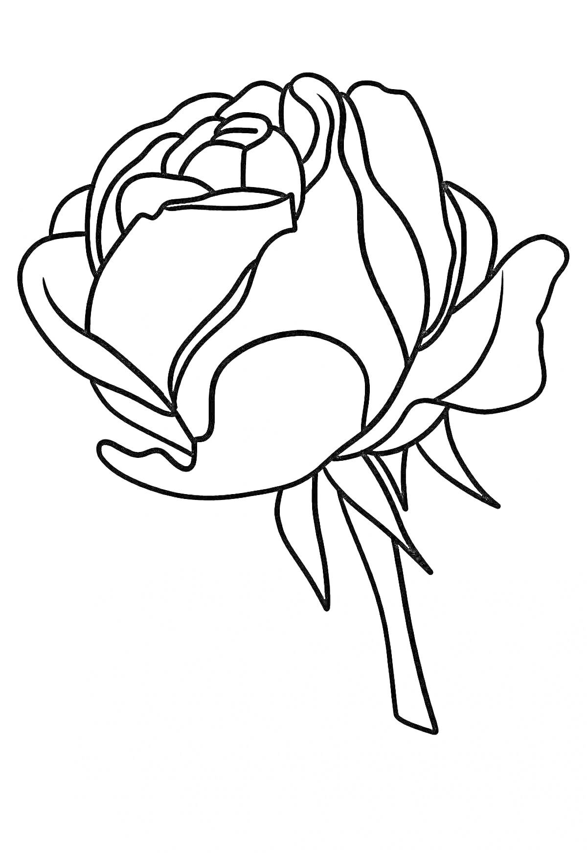 Раскраска Раскраска роза - бутон розы с лепестками и стеблем для детей