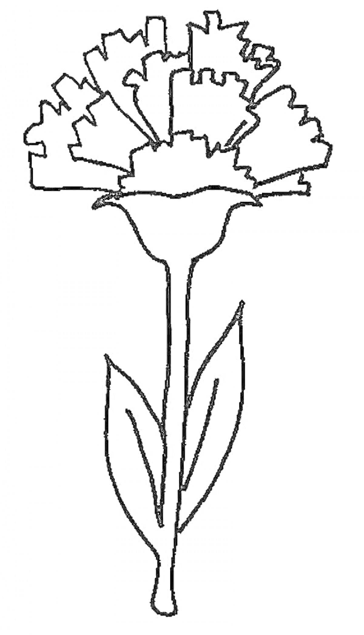 На раскраске изображено: Гвоздика, Листья