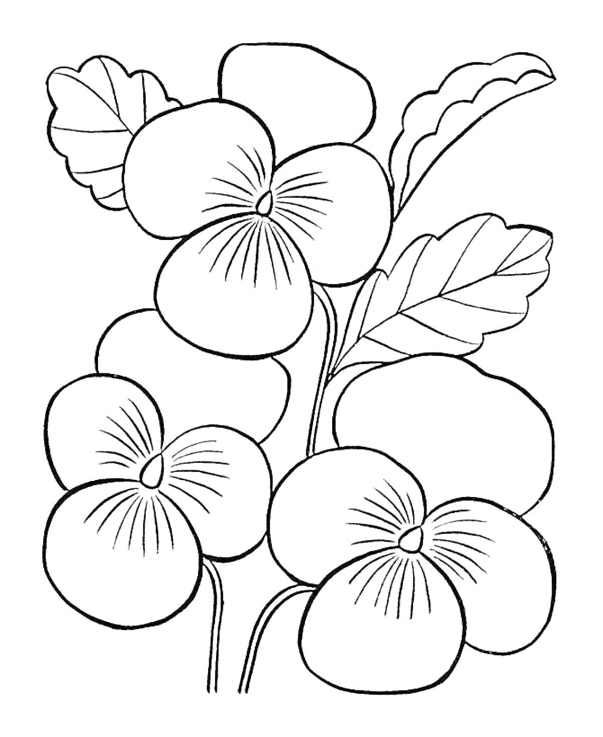На раскраске изображено: Цветы, Три цветка, Крупные цветы, Листья, Ботаника