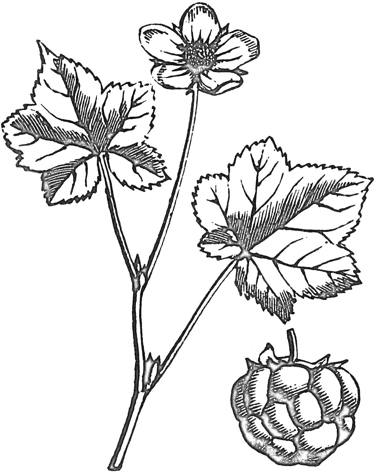 Раскраска Морошка с цветками, листьями и ягодой