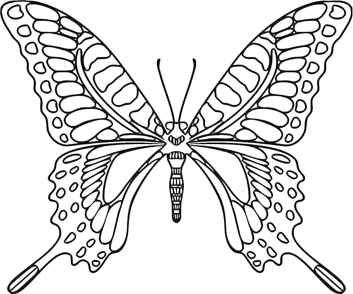 На раскраске изображено: Бабочка, Махаон, Крылья, Насекомое, Антены, Биология, Природа