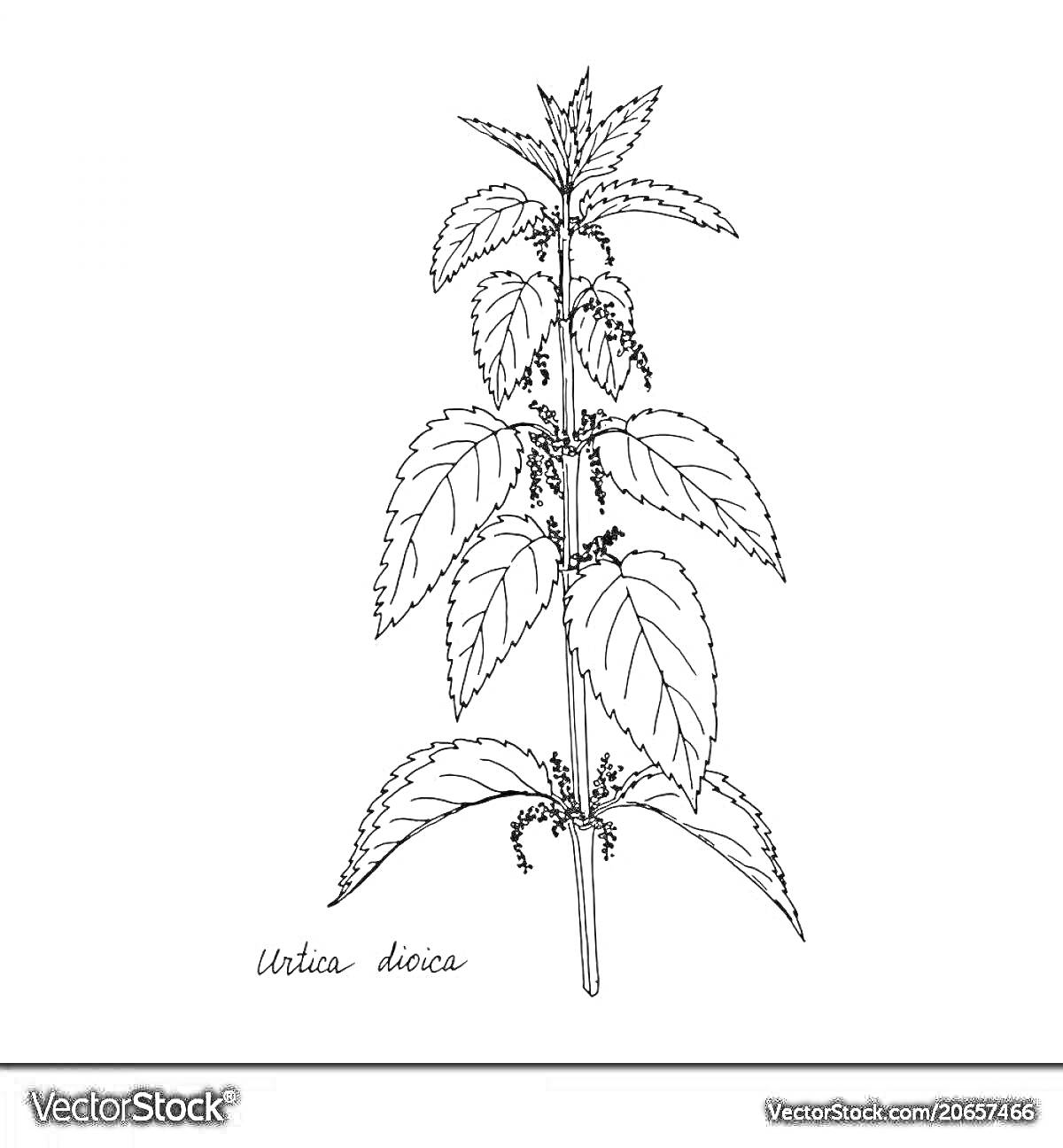 Раскраска Растение крапива с листьями и цветками