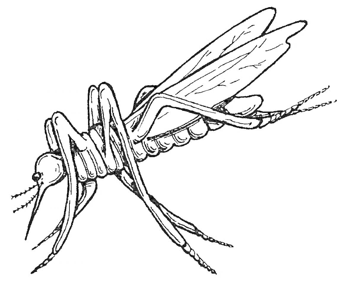 Раскраска Комар с крыльями и шестью лапками крупным планом