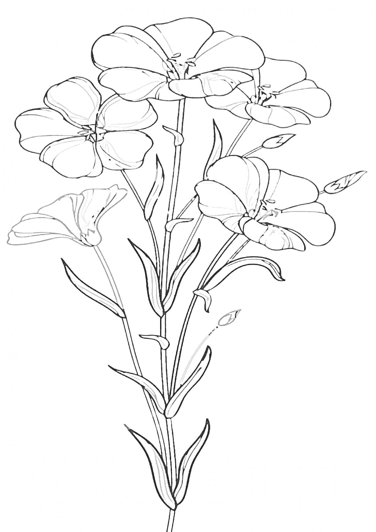 Раскраска Растение лен с цветами и бутонами
