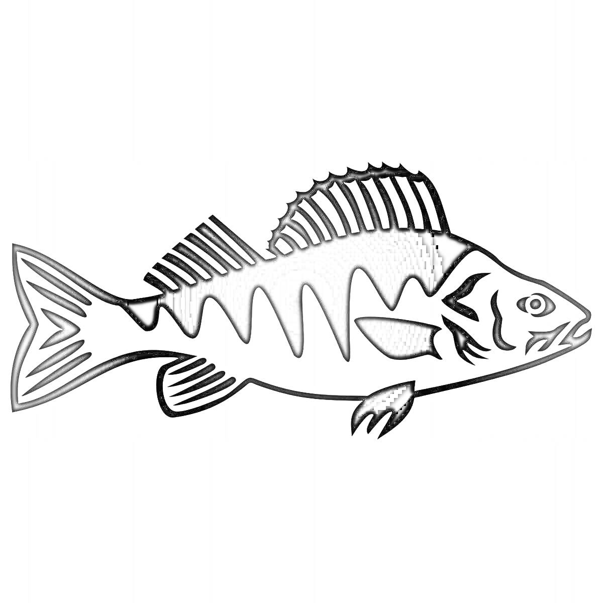 На раскраске изображено: Рыба, Окунь, Спинной плавник, Хвост, Животные