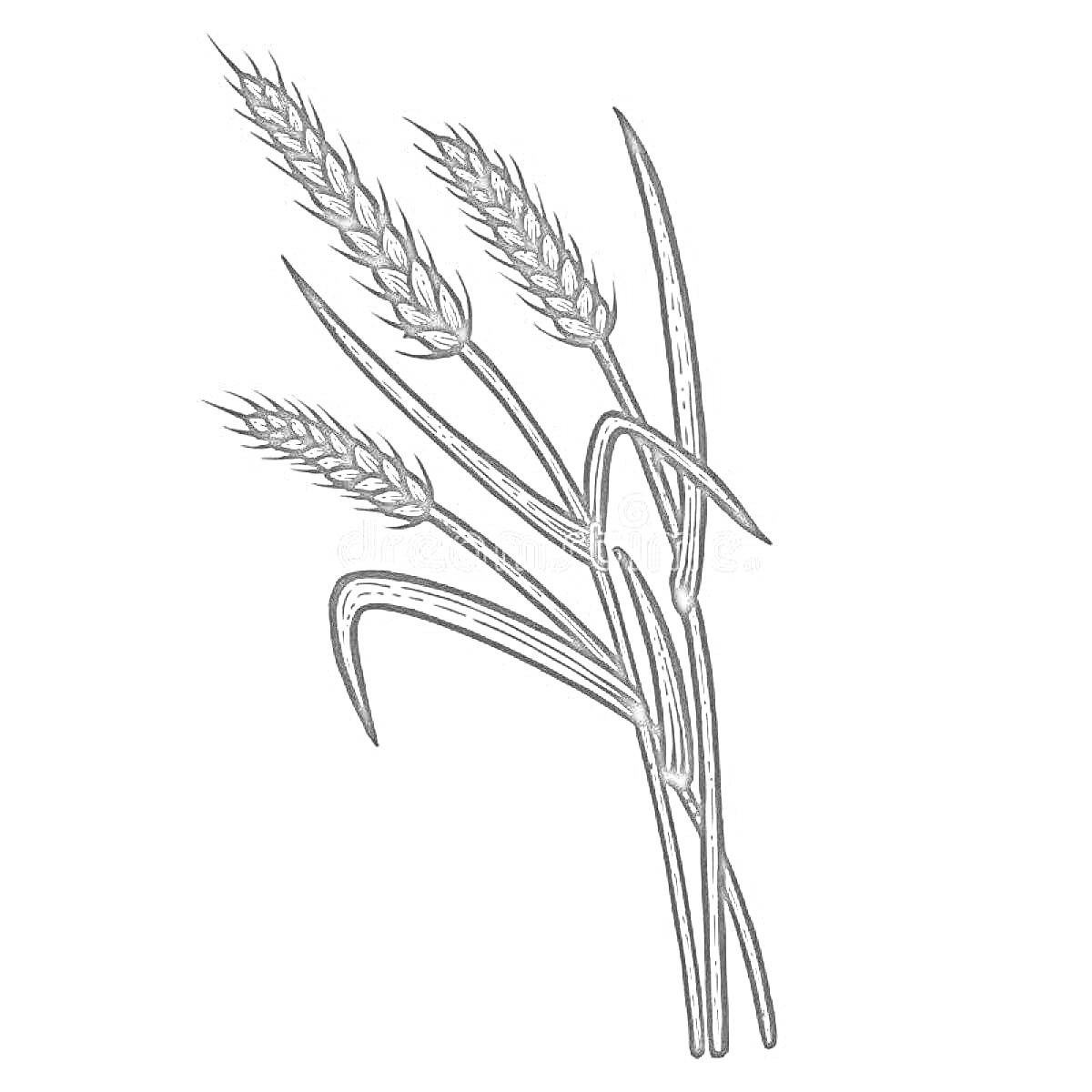 Раскраска Колосья пшеницы с листьями