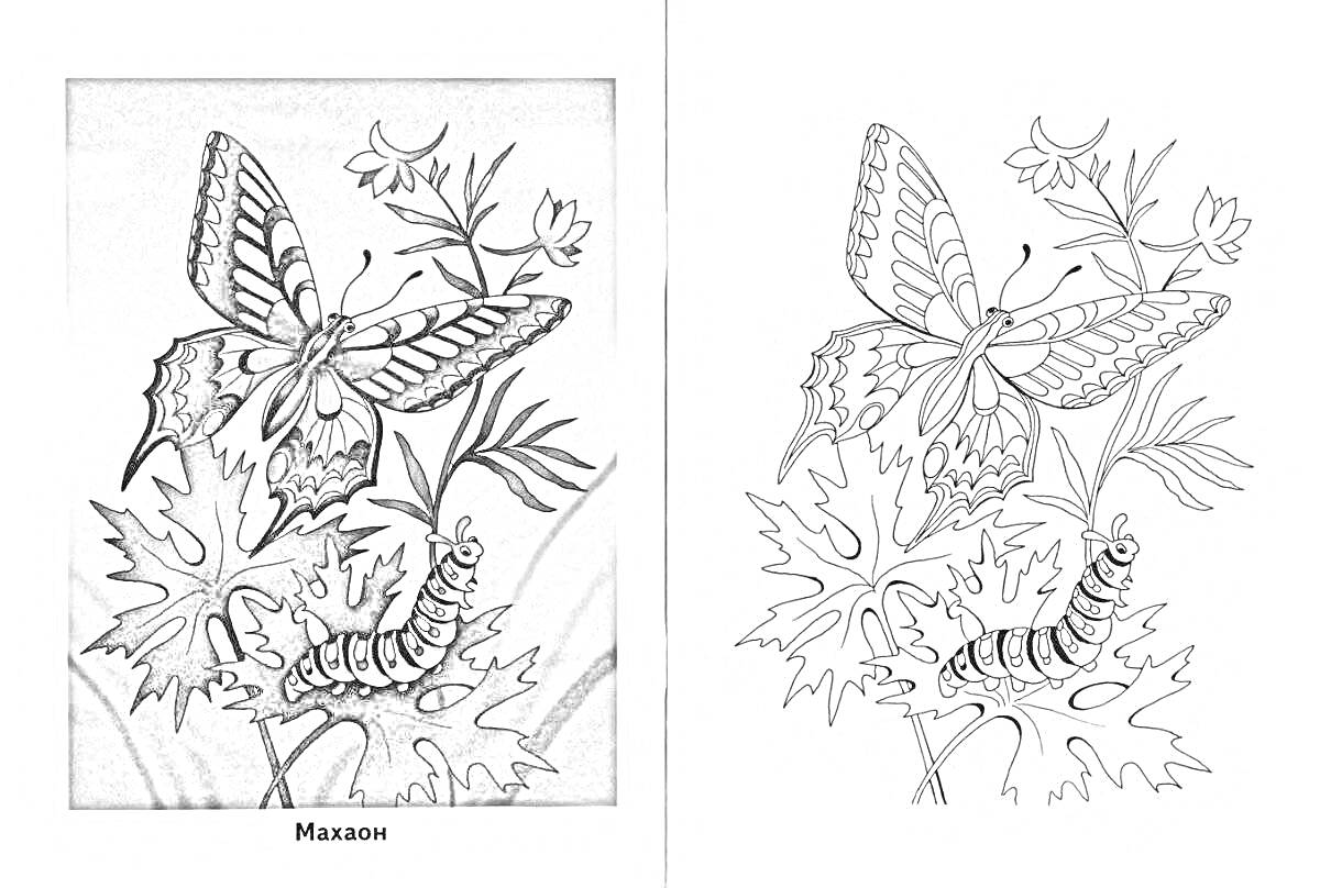 На раскраске изображено: Бабочка, Листья, Ветка, Природа, Насекомое, Гусеницы