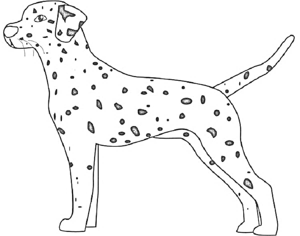 На раскраске изображено: Собака, Далматинец, Животные