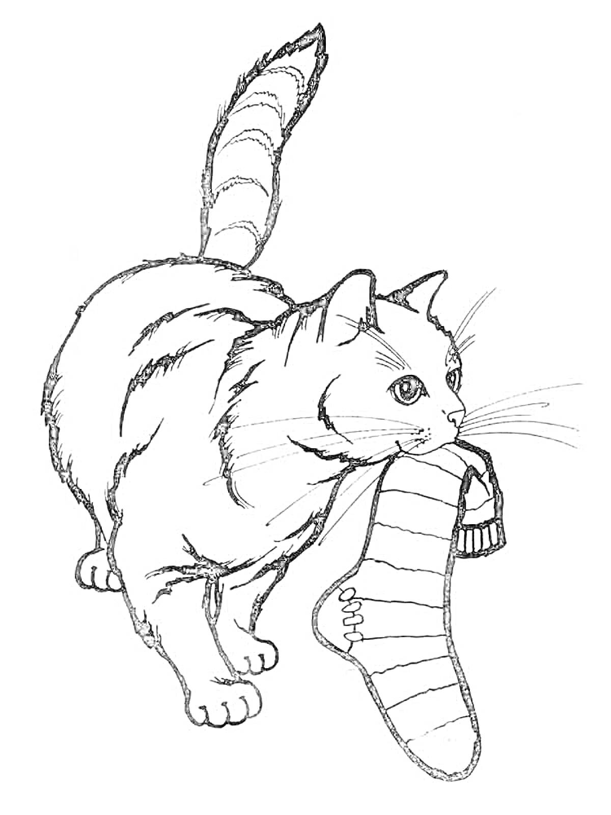 Раскраска Кошка с полосатым носком