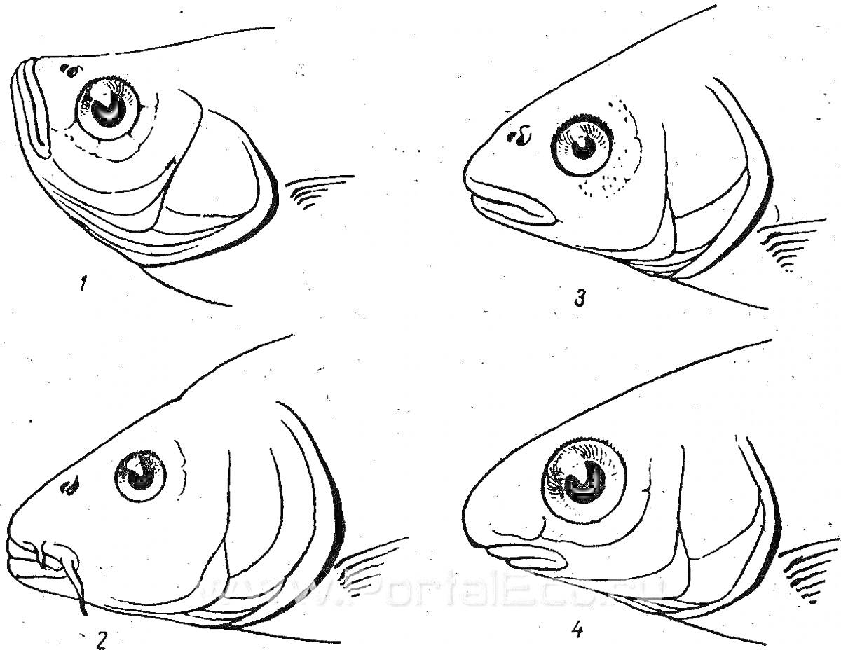 Раскраска Строение головы рыбы с элементами: рот, глаза, нос, жабры