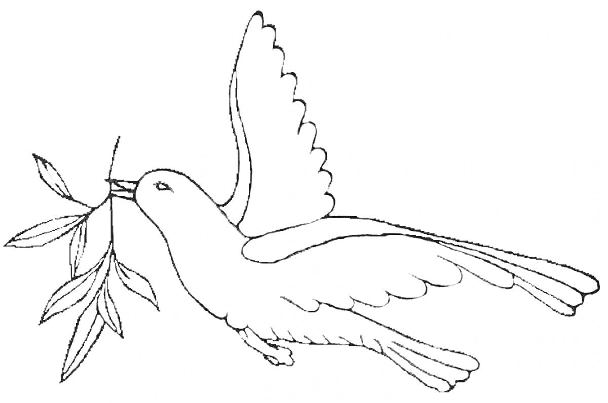На раскраске изображено: Оливковая ветвь, Птица, Мир, Крылья, Природа, Голуби, Летающая