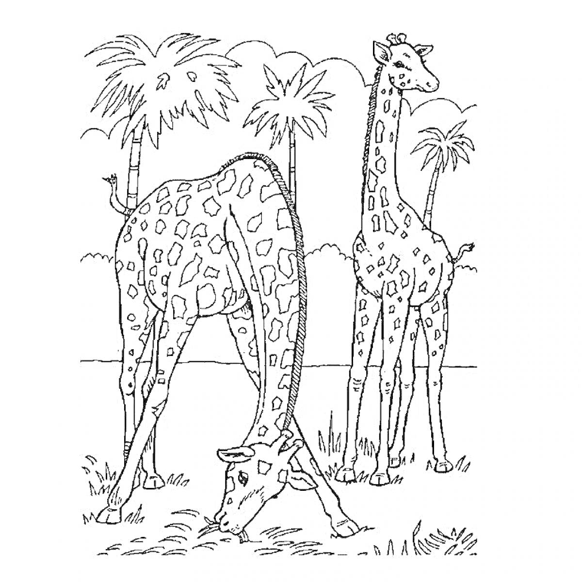 Раскраска Жирафы на фоне пальм