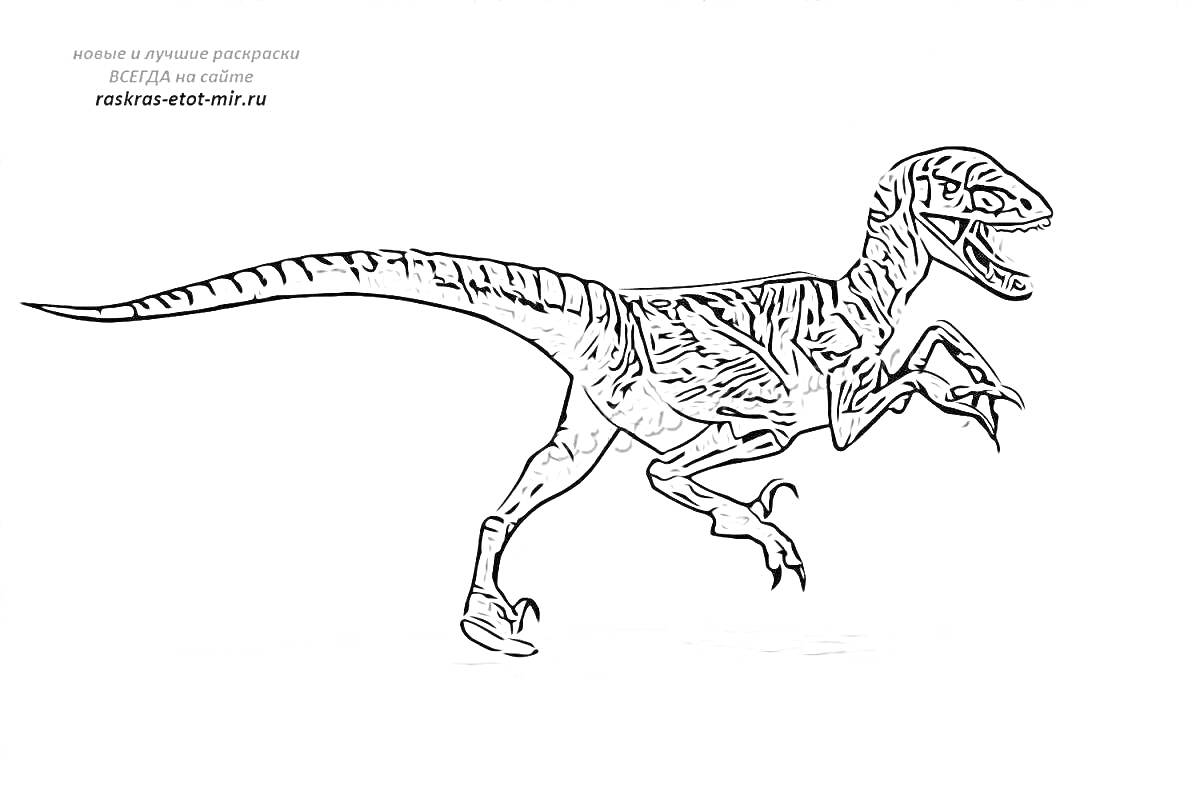 На раскраске изображено: Велоцираптор, Динозавр, Когти, Юрский период