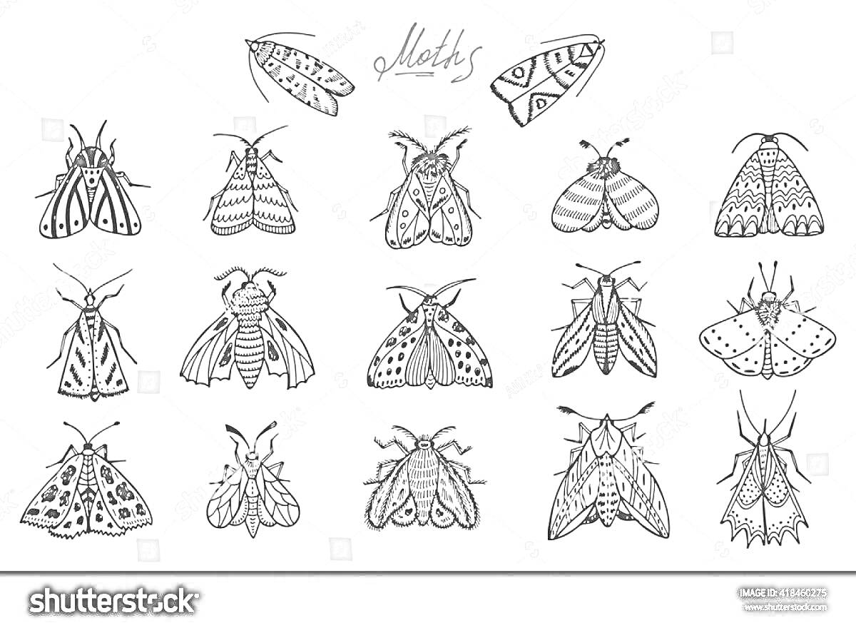 Раскраска Раскраска с изображением различных видов моли (18 разных изображений моли)