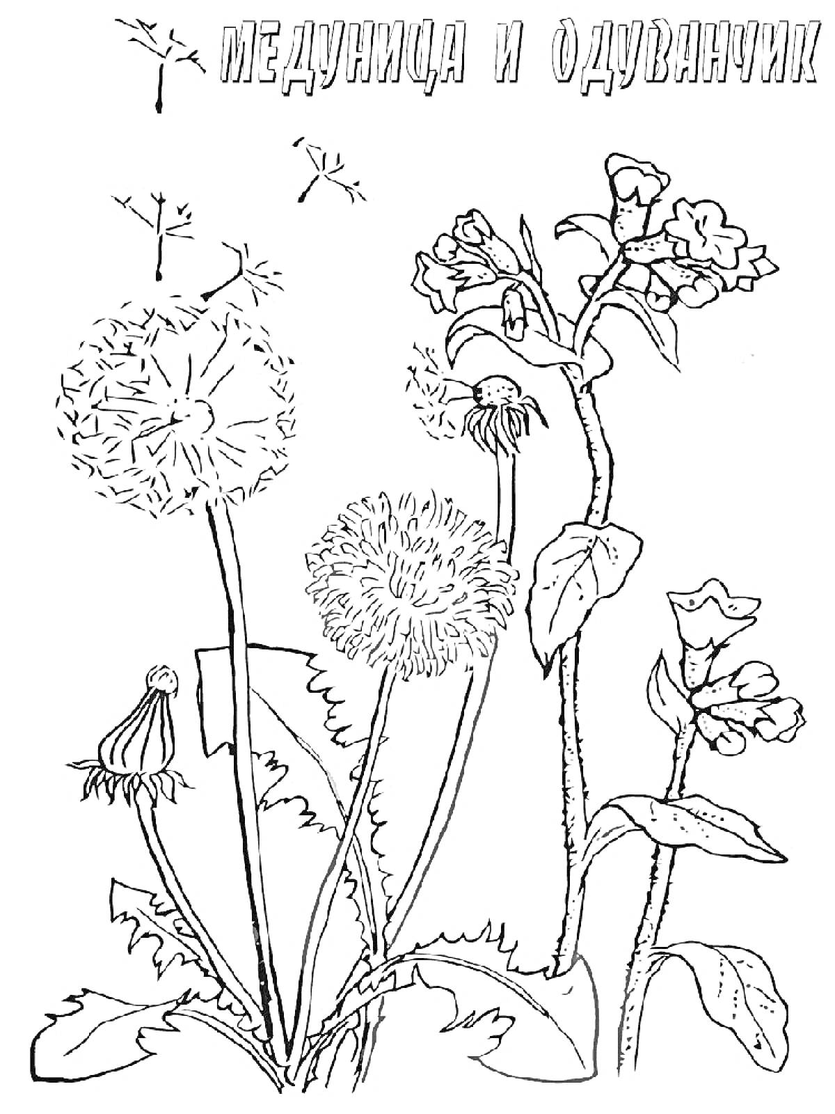 На раскраске изображено: Одуванчик, Лекарственные растения, Цветы, Природа, Ботаника, Трава, Контурные рисунки