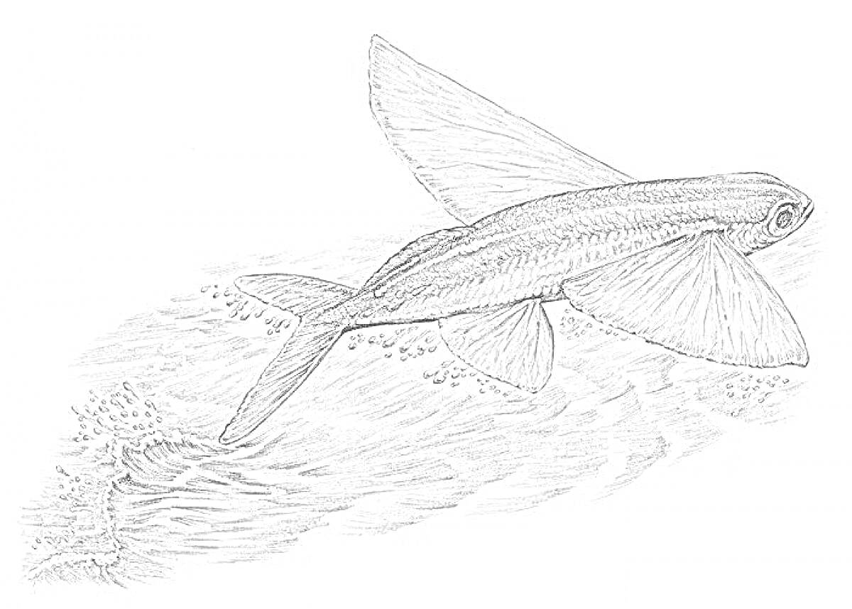 Раскраска Летучая рыба над водой