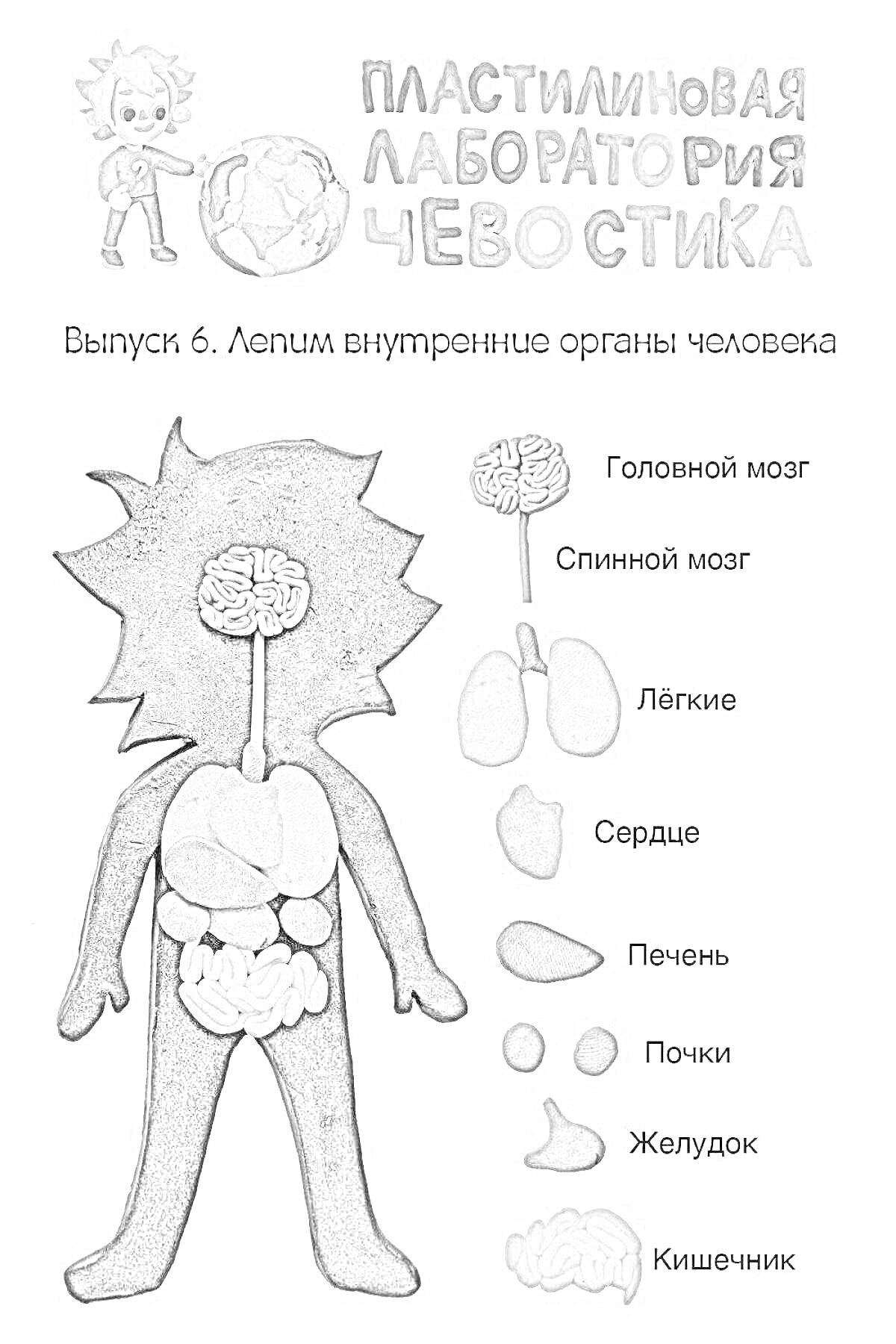 Человечек с внутренними органами (головной мозг, спинной мозг, лёгкие, сердце, печень, почки, желудок, кишечник)