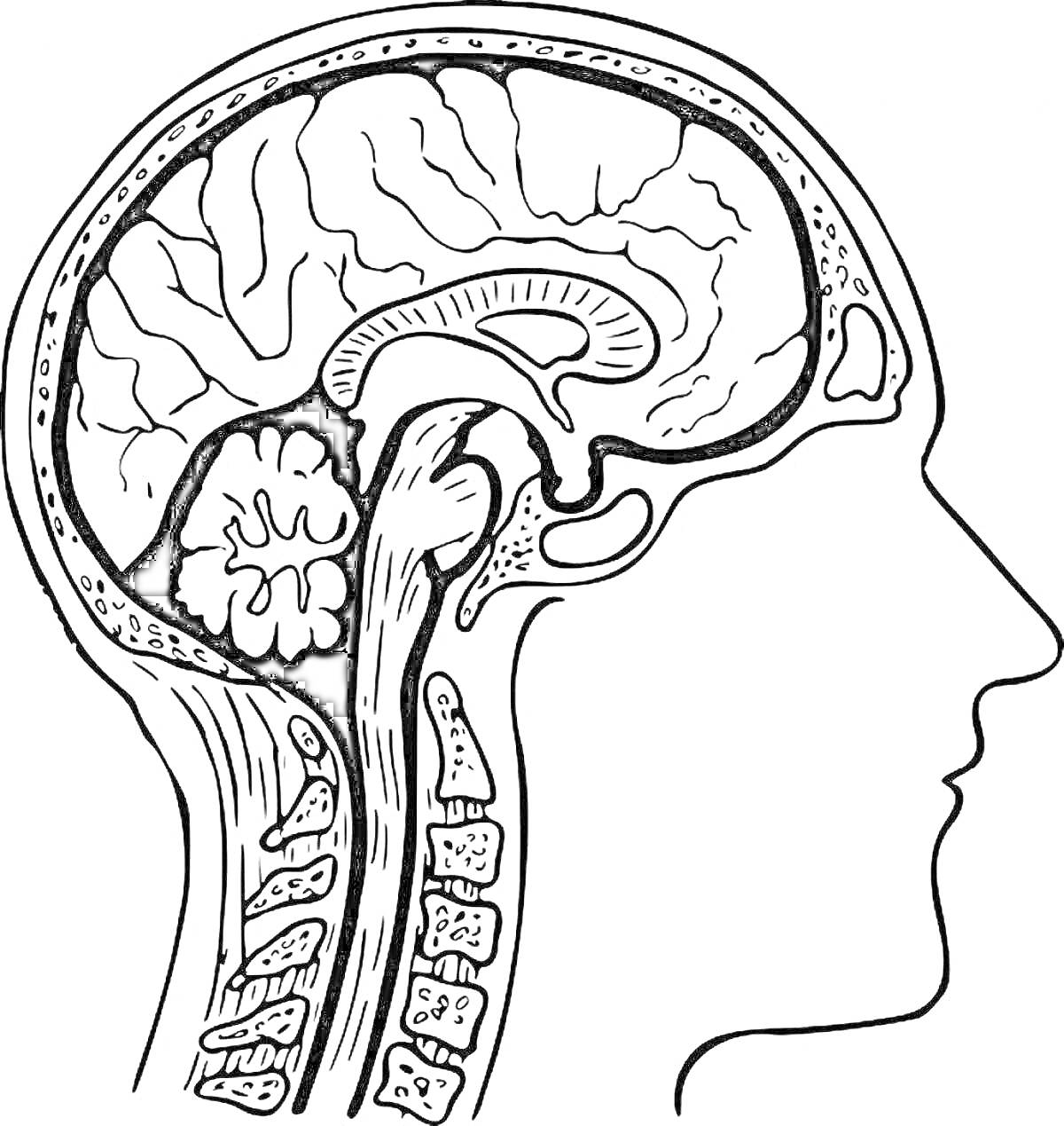 На раскраске изображено: Мозг, Мозжечок, Позвоночник, Череп, Голова, Анатомия, Медицина, Нервная система
