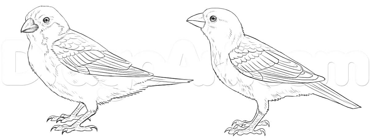 Раскраска Два попугая в профиль