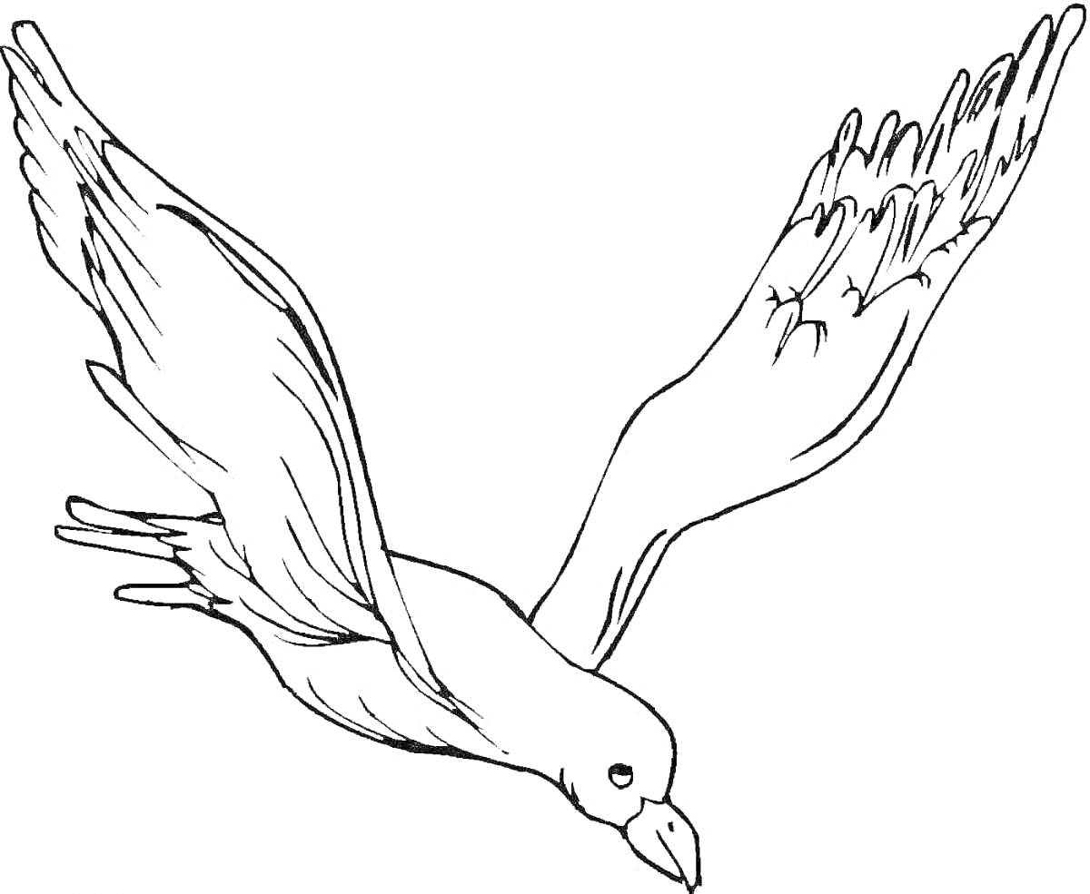 На раскраске изображено: Птица, Полет, Крылья, Природа, Животные, Контурные рисунки, Чайки