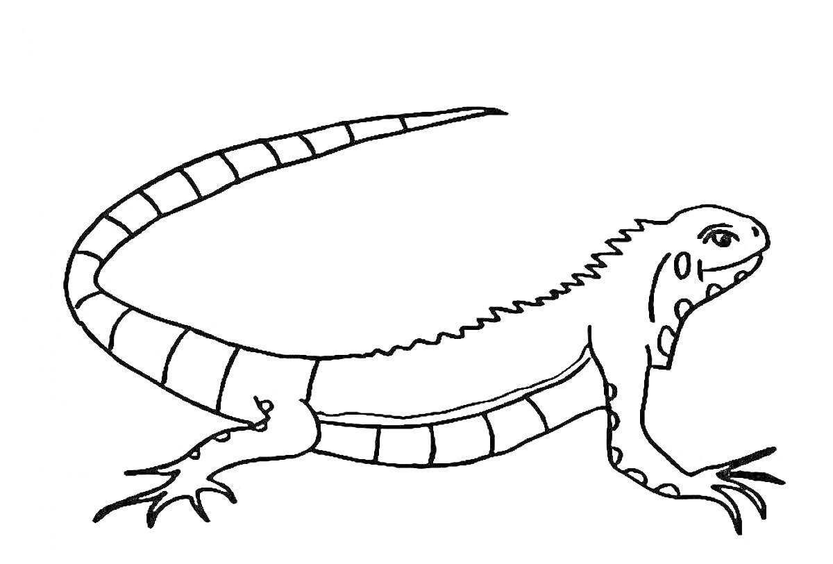 Раскраска Ящерица с длинным полосатым хвостом, гребнем на спине и лапами с когтями