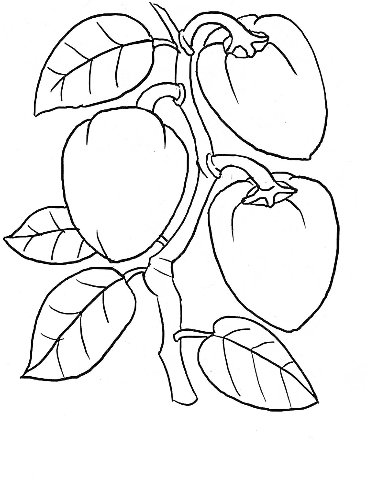 Раскраска Острый перец на ветке с листьями