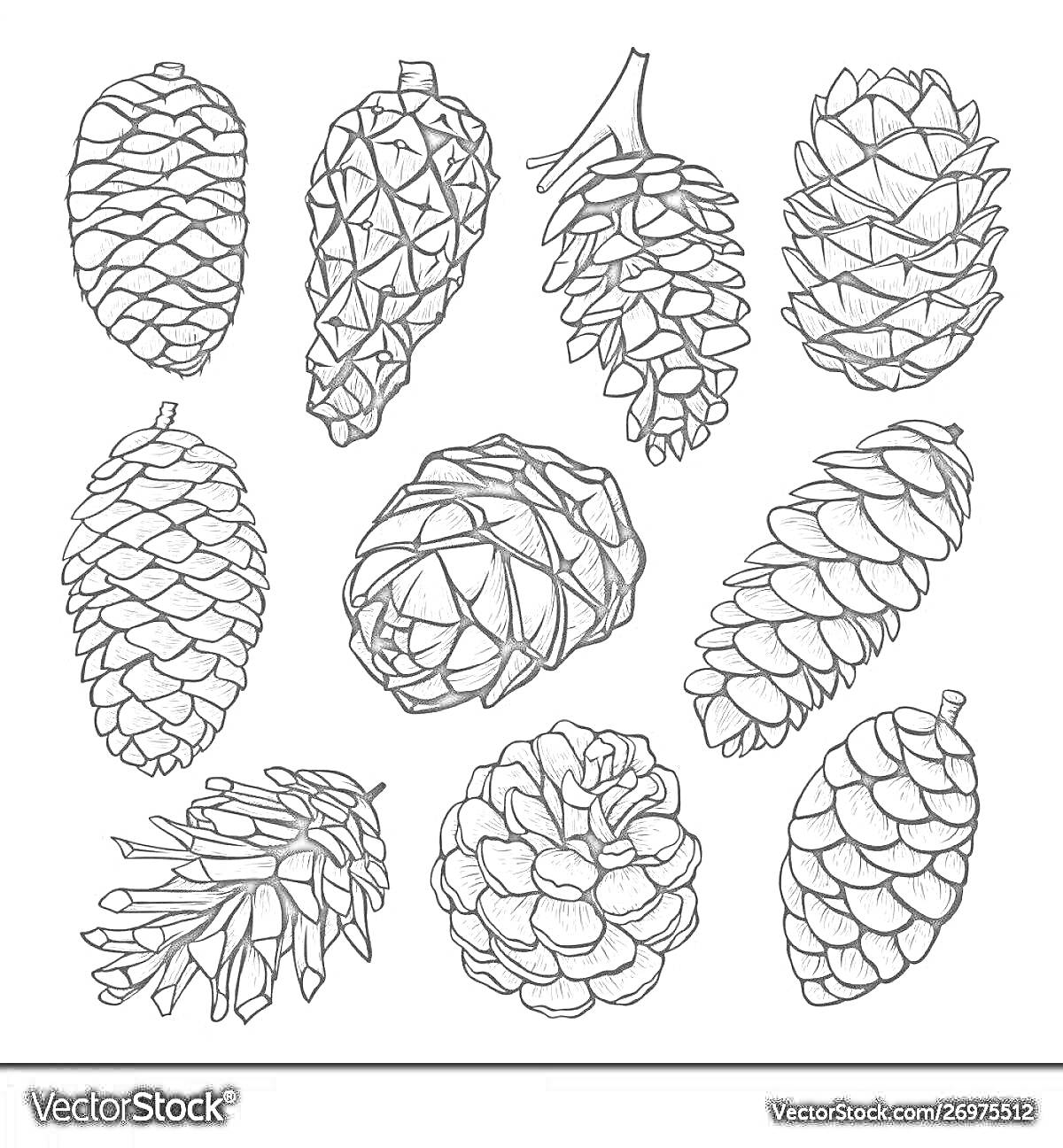 Раскраска с сосновыми и еловыми шишками для детей, включающая 10 различных изображений шишек.
