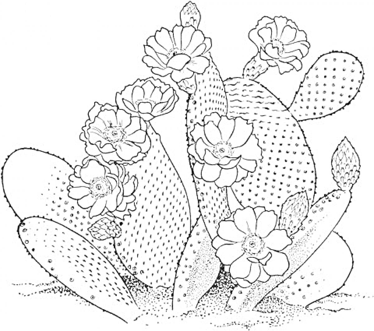 Раскраска Кактус с цветущими цветами и почками