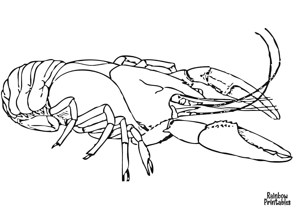 На раскраске изображено: Лангуст, Клешни, Арт, Для детей