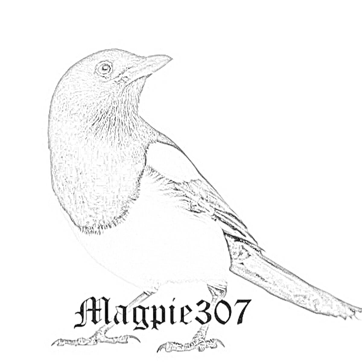 Сауысқан с номером Magpie307