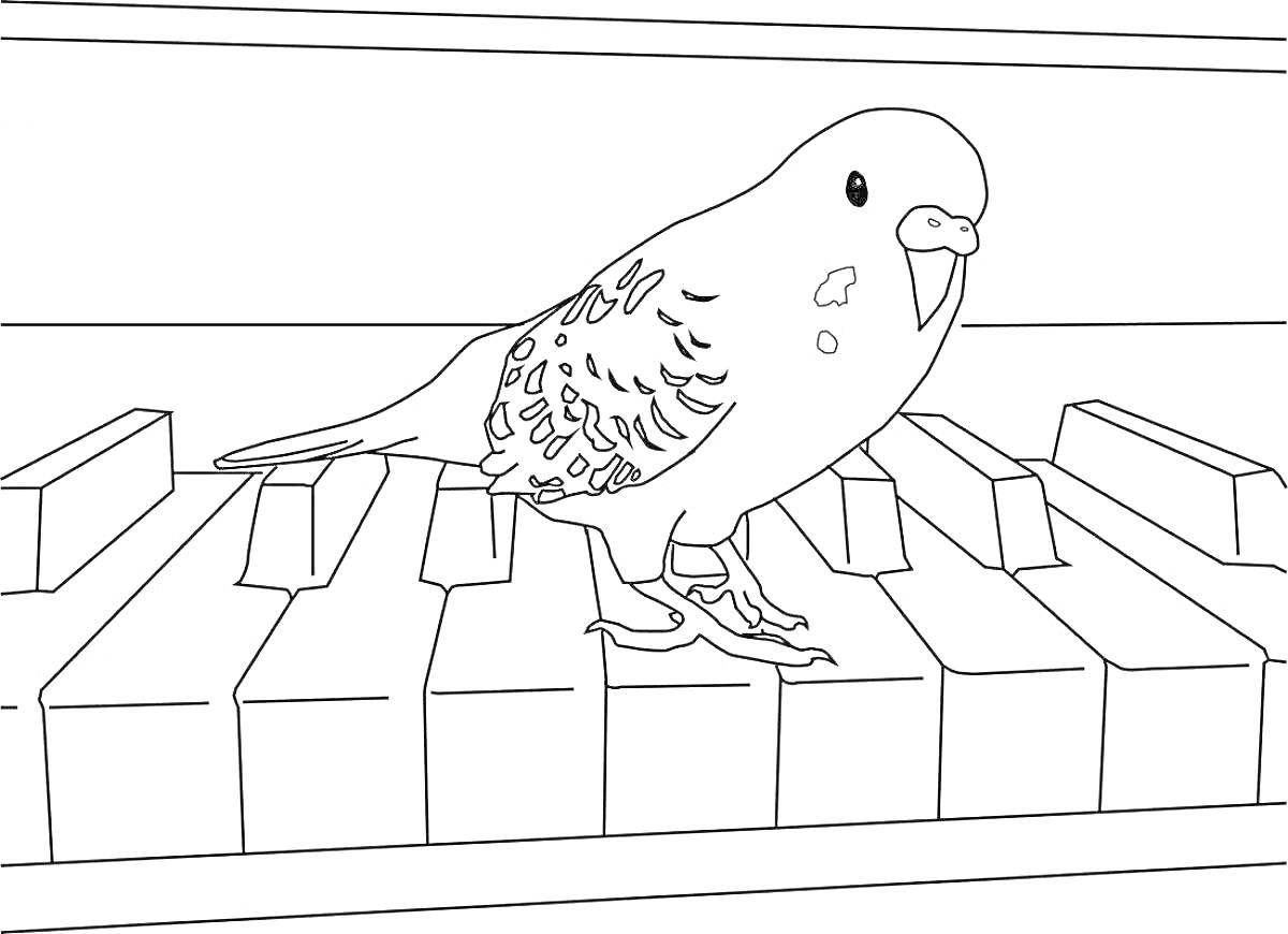Раскраска попугайчик на клавишах пианино
