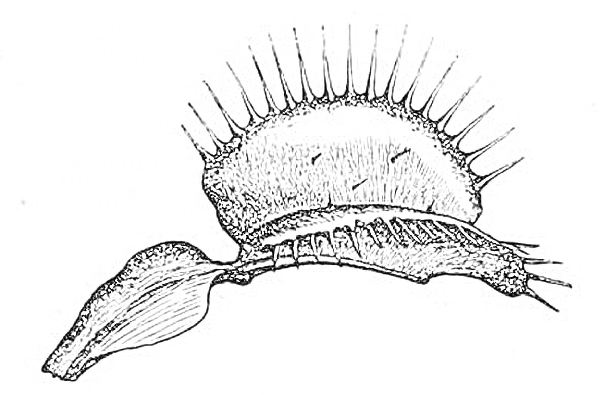 На раскраске изображено: Хищные растения, Венерина мухоловка, Листья, Стебель, Колючки, Природа