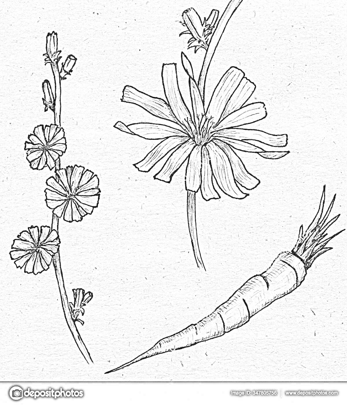 Раскраска Цветы и корень цикория