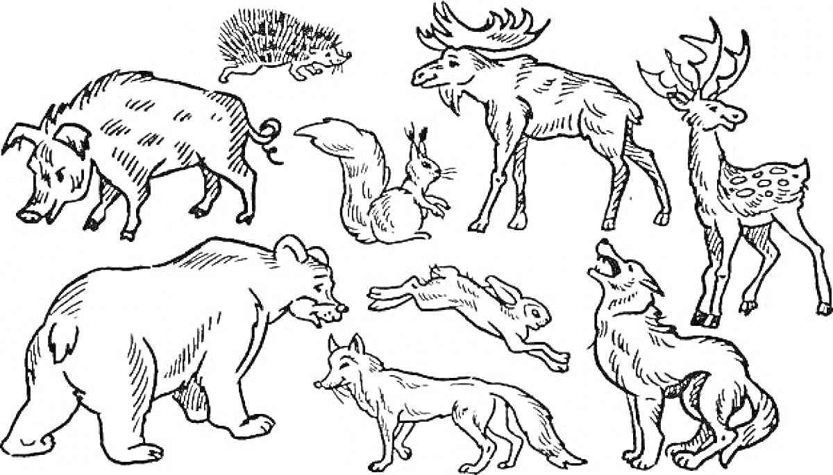 На раскраске изображено: Лесные животные, Кабан, Лось, Олень, Белка, Медведь, Заяц, Волк, Природа, Еж, Лиса