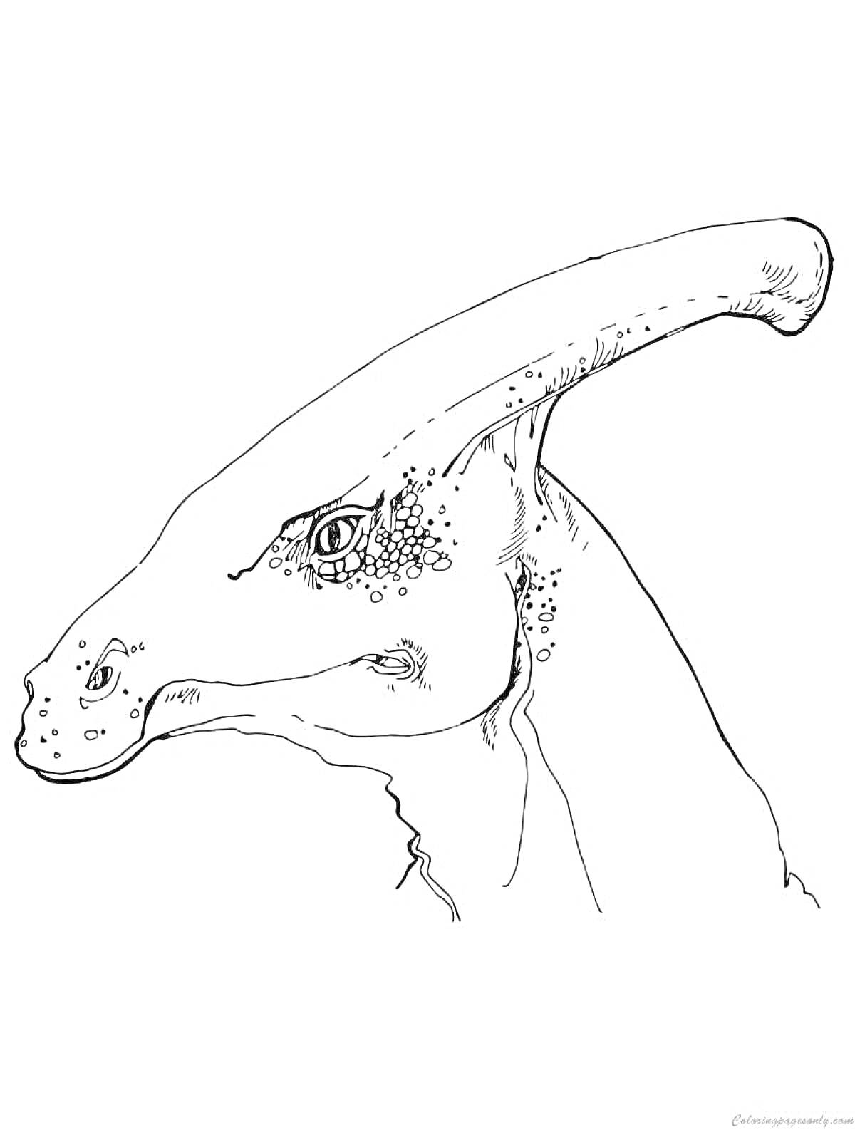 На раскраске изображено: Динозавр, Паразауролоф, Голова, Кожа, Детали