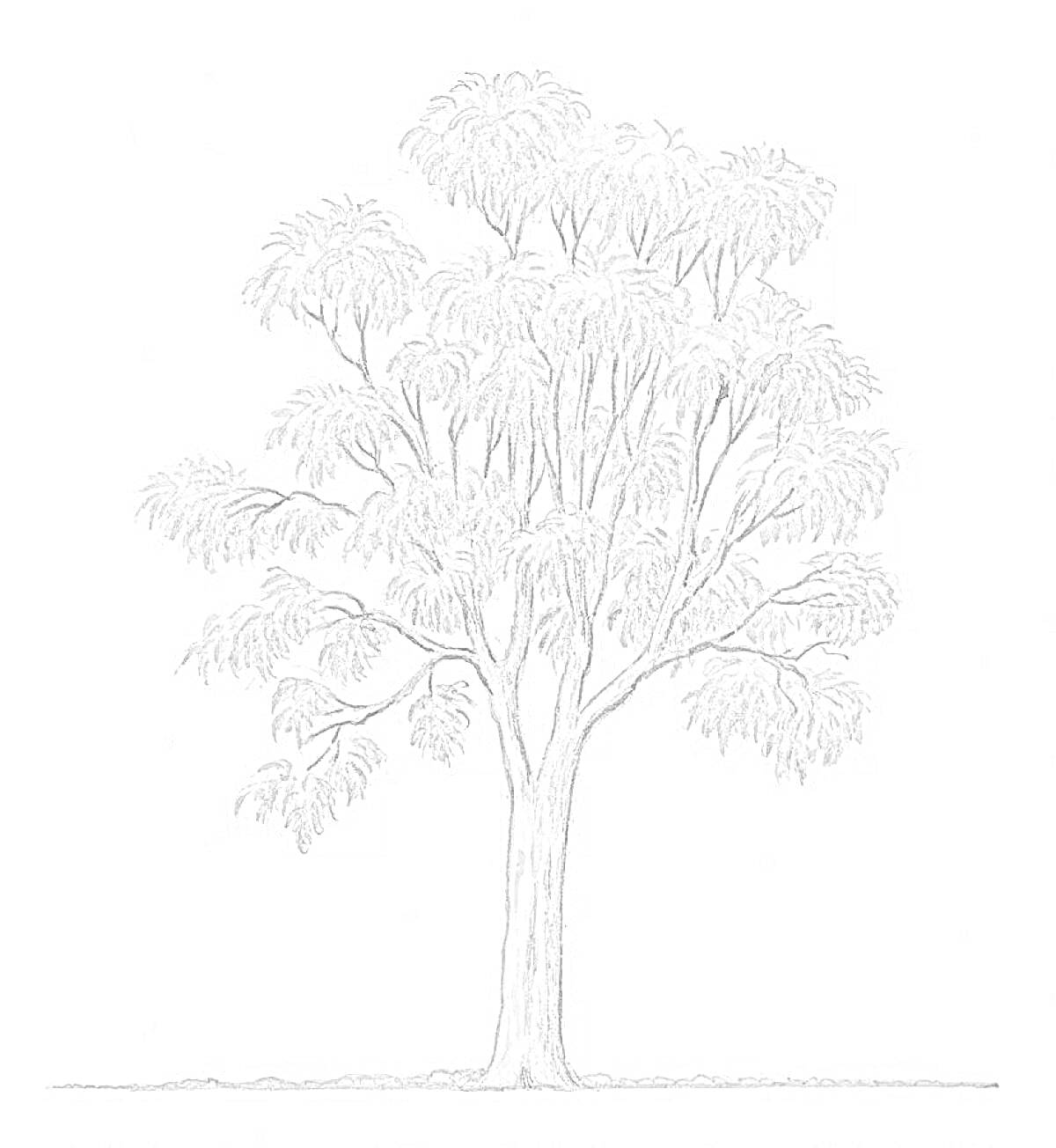 На раскраске изображено: Эвкалипт, Ствол, Природа, Растения, Деревья